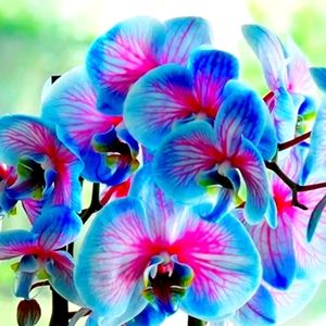 Meet your Posher, Princess